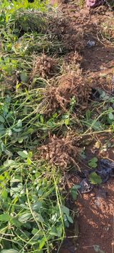 팜모닝 자유주제·자유게시판 게시글 이미지