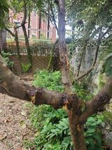 팜모닝 자두·병해충상담 게시글 이미지