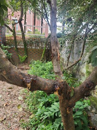 친환경세상만들기님의 자두 · 병해충상담 작성글 사진