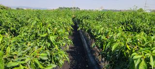 정진해님의 자유주제 · 자유게시판 작성글 사진