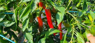 정진해님의 자유주제 · 자유게시판 작성글 사진