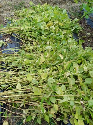 건달농사꾼정영수님의 들깨 · 영농일지 작성글 사진