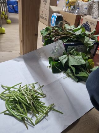 이대팔님의 고구마 · 영농일지 작성글 사진