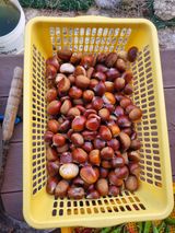 팜모닝 기타작물·영농일지 게시글 이미지