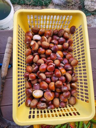 이대팔님의 기타작물 · 영농일지 작성글 사진