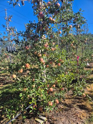 사과와곶감님의 자유주제 · 자유게시판 작성글 사진