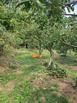 팜모닝 감·영농일지 게시글 이미지