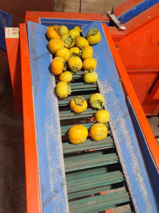 반시님의 감 · 영농일지 작성글 사진