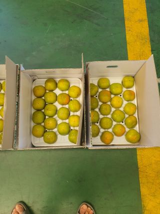 반시님의 감 · 영농일지 작성글 사진