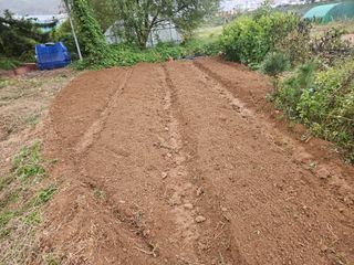 장문업 님의 마늘 · 영농일지 작성글 사진