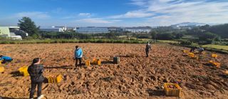 한상숙님의 고구마 · 영농일지 작성글 사진