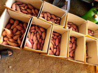 한상숙님의 고구마 · 영농일지 작성글 사진