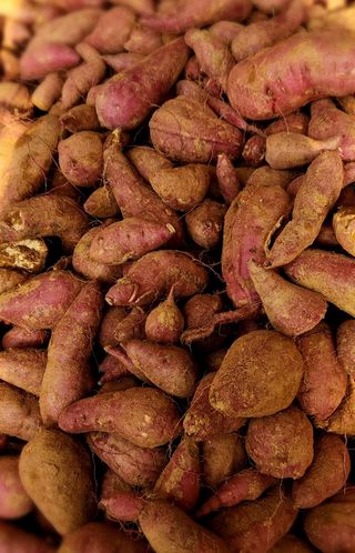 한상숙님의 고구마 · 영농일지 작성글 사진