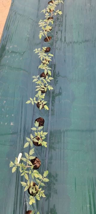 멋쟁이 아낙네 ^^님의 농기구 관리법을 공유해주세요 · 참여글 작성글 사진