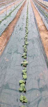 팜모닝 자유주제·자유게시판 게시글 이미지