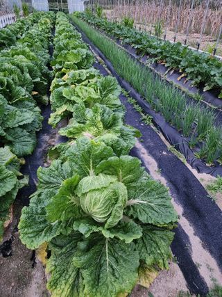 머루포도주님의 배추 · 영농일지 작성글 사진