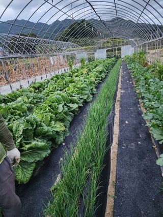 머루포도주님의 배추 · 영농일지 작성글 사진