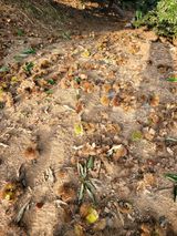 팜모닝 기타작물·영농일지 게시글 이미지