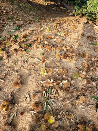 홍가네수정농장님의 기타작물 · 영농일지 작성글 사진