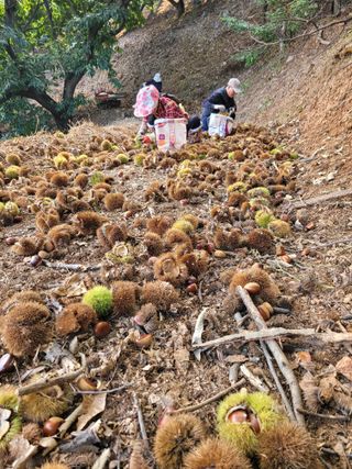 홍가네수정농장님의 기타작물 · 영농일지 작성글 사진