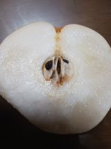 팜모닝 배·병해충상담 게시글 이미지