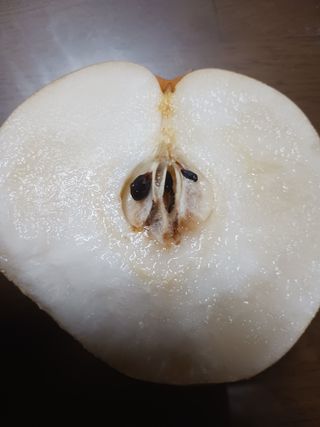 김시훈님의 배 · 병해충상담 작성글 사진