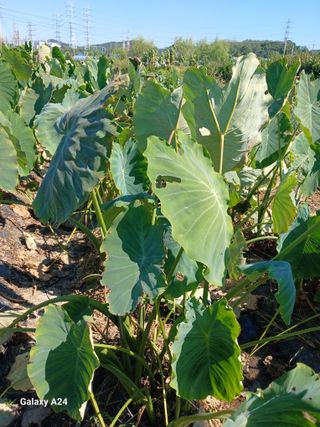 강성흔목사 님의 기타작물 · 영농일지 작성글 사진