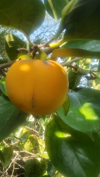 복주농장님의 자유주제 · 자유게시판 작성글 사진