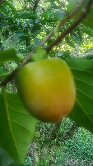 복주농장님의 자유주제 · 자유게시판 작성글 사진