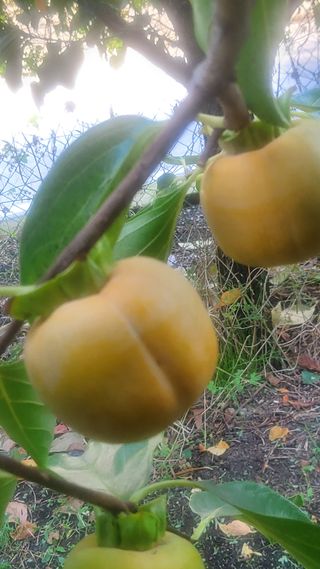 복주농장님의 자유주제 · 자유게시판 작성글 사진