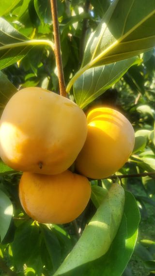 복주농장님의 자유주제 · 자유게시판 작성글 사진