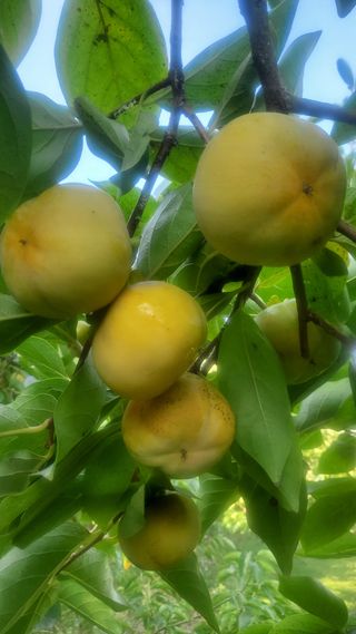 복주농장님의 자유주제 · 자유게시판 작성글 사진