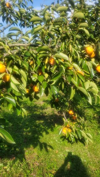 복주농장님의 자유주제 · 자유게시판 작성글 사진