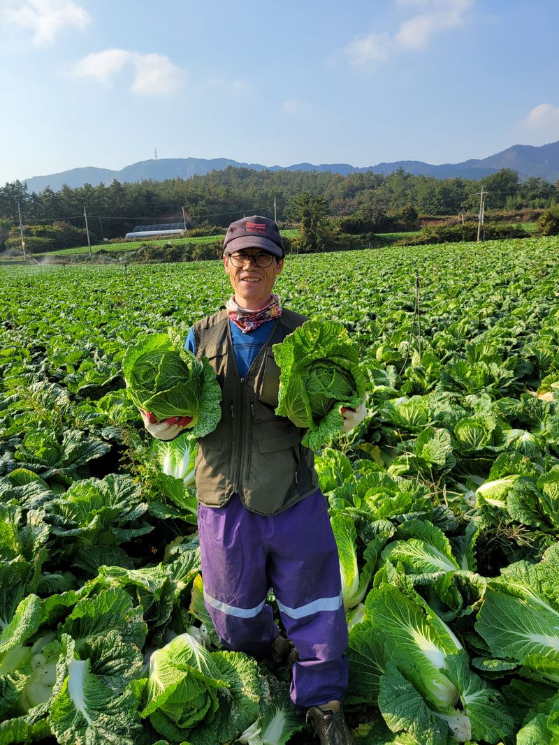 장터 상품 [스테비아 절임배추 20kg ] 썸네일