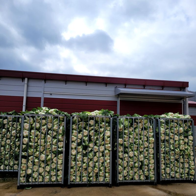 산들해 농장님의 장터 판매 상품 [스테비아 절임배추 20kg ] 첨부 사진