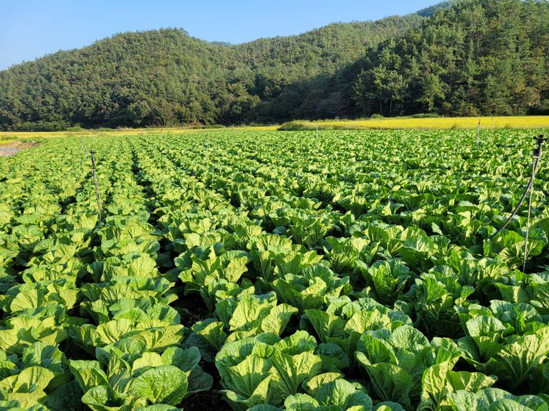 산들해 농장님의 장터 판매 상품 [스테비아 절임배추 20kg ] 첨부 사진