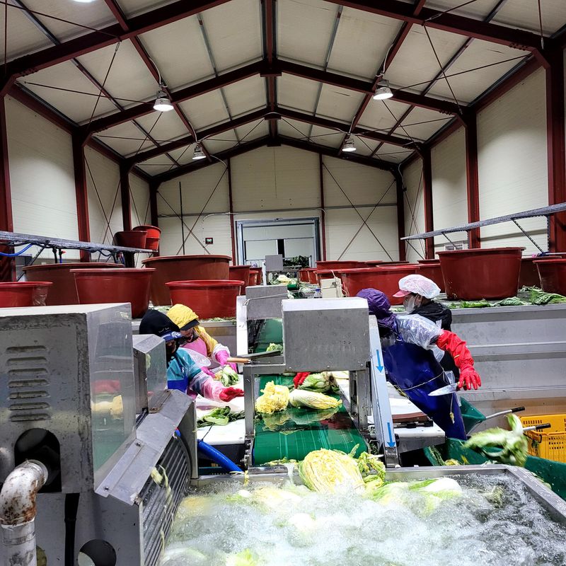 산들해 농장님의 장터 판매 상품 [스테비아 절임배추 20kg ] 첨부 사진