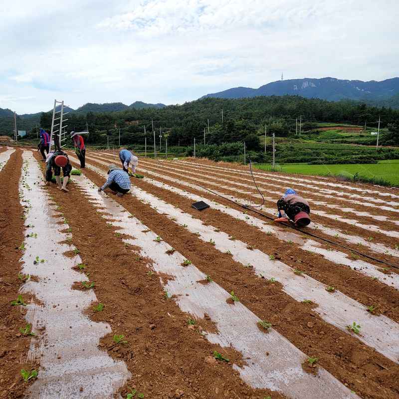 산들해 농장님의 장터 판매 상품 [스테비아 절임배추 20kg ] 첨부 사진