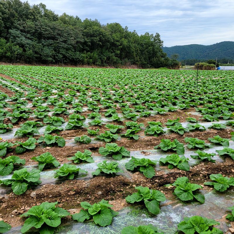 산들해 농장님의 장터 판매 상품 [스테비아 절임배추 20kg ] 첨부 사진