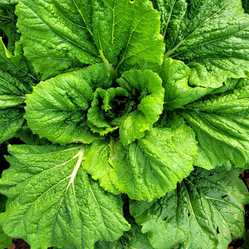 산들해 농장님의 장터 판매 상품 [스테비아 절임배추 20kg ] 첨부 사진