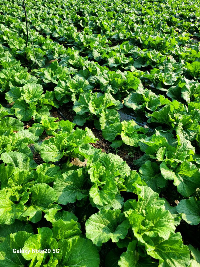 산들해 농장님의 장터 판매 상품 [스테비아 절임배추 20kg ] 첨부 사진