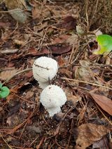 팜모닝 마늘·영농일지 게시글 이미지