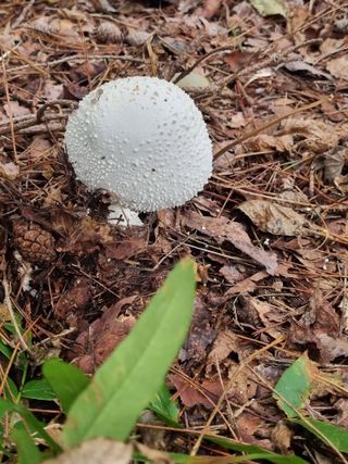 김선두님의 마늘 · 영농일지 작성글 사진