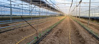 박기룡님의 고추 · 영농일지 작성글 사진