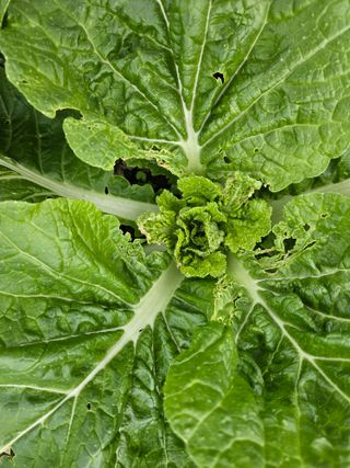 상진님의 배추 · 병해충상담 작성글 사진