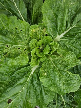 상진님의 배추 · 병해충상담 작성글 사진