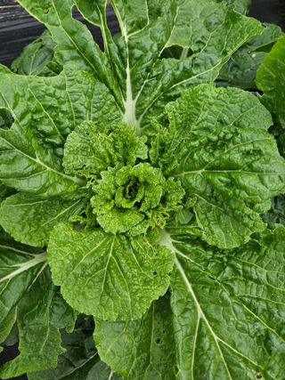 상진님의 배추 · 병해충상담 작성글 사진