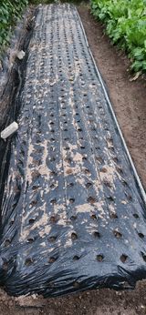 팜모닝 마늘·영농일지 게시글 이미지