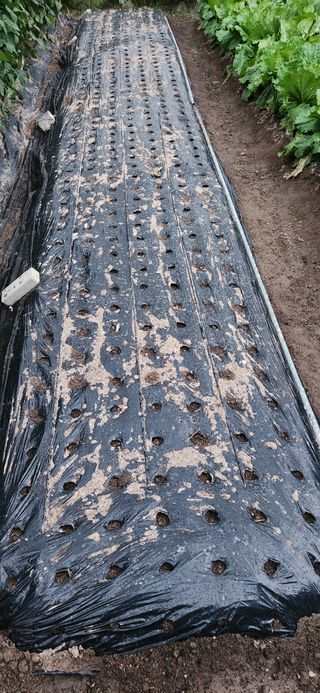 海山님의 마늘 · 영농일지 작성글 사진