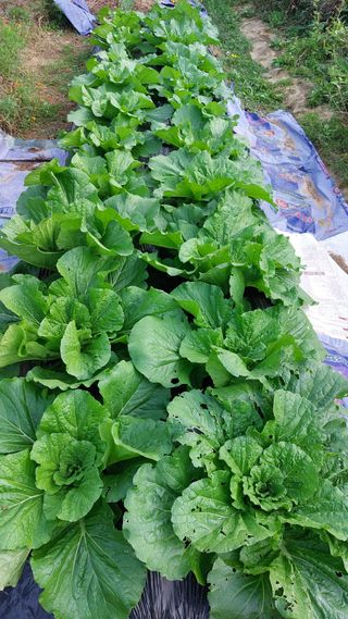 국화옆에서님의 배추 · 영농일지 작성글 사진